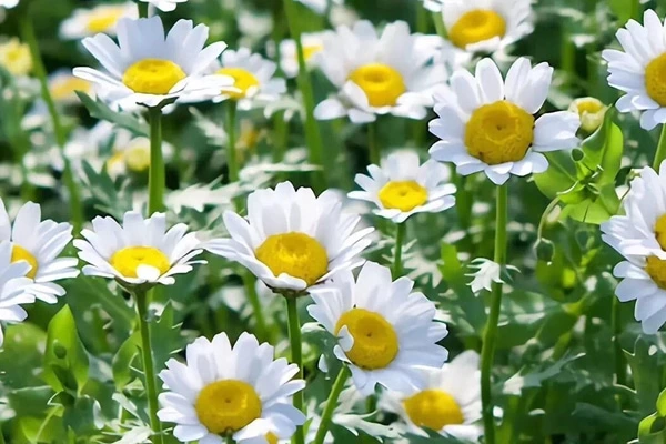 Garlic anti-dandruff shampoo