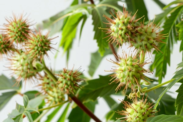 Castor oil conditioner