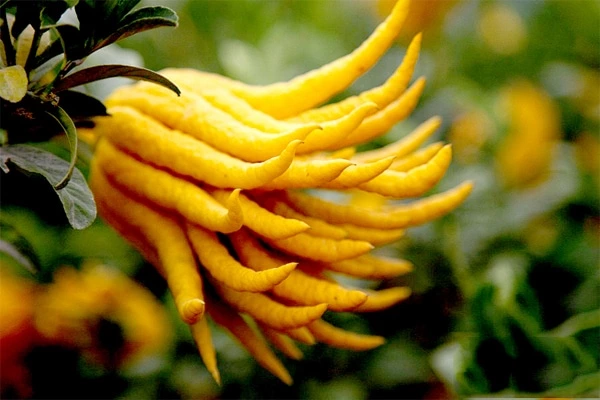 Bergamot Conditioner