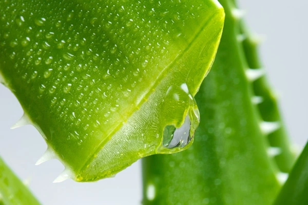 Bergamot Conditioner