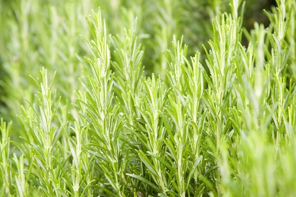 Onion and Rosemary Shampoo